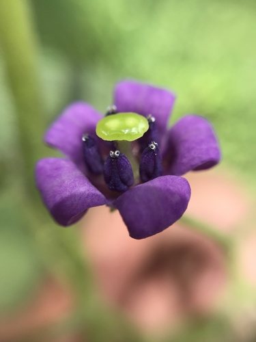 Solanum sciadostylis
