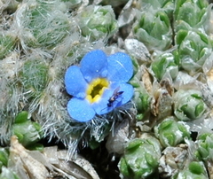 Eritrichium argenteum