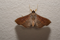 Omiodes origoalis