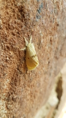 Euproctis bicolor