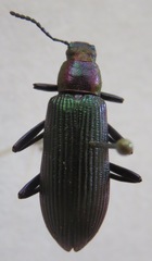 Strongylium auratum