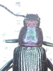 Strongylium auratum