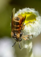 Ripiphorus rex