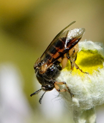 Ripiphorus rex