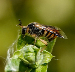 Ripiphorus rex