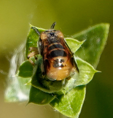 Ripiphorus rex