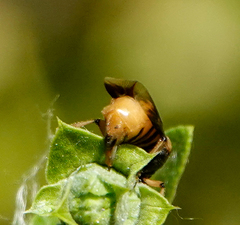 Ripiphorus rex