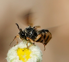 Ripiphorus rex