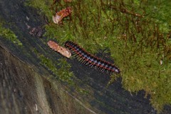 Pseudopolydesmus canadensis