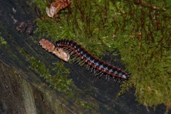 Pseudopolydesmus canadensis