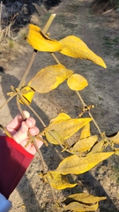 Phoradendron velutinum