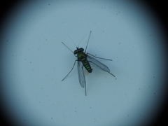 Condylostylus crinitus