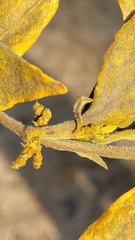 Phoradendron velutinum