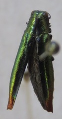 Agrilus furcillatus