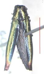 Agrilus furcillatus