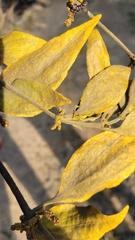 Phoradendron velutinum