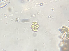 Verrucodesmus verrucosus