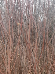 Salix