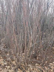 Salix