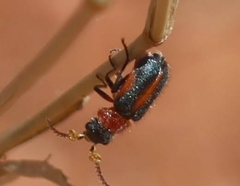 Collops quadrimaculatus