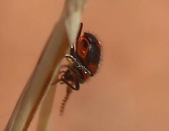 Collops quadrimaculatus