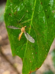 Nephrotoma australasiae
