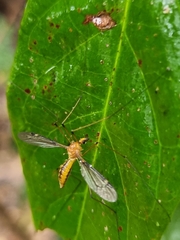 Nephrotoma australasiae