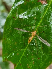 Nephrotoma australasiae