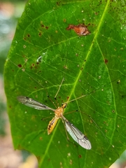 Nephrotoma australasiae