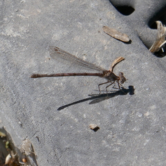 Argia pallens