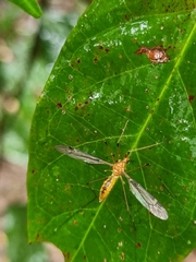 Nephrotoma australasiae