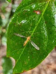 Nephrotoma australasiae