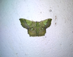 Neagathia corruptata
