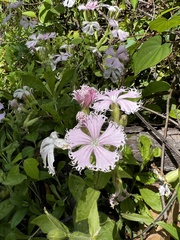 Silene polypetala