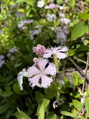 Silene polypetala