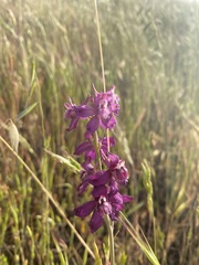 Delphinium hansenii ewanianum