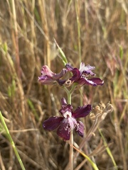 Delphinium hansenii ewanianum