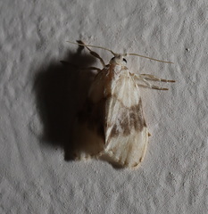 Nudaria mollis
