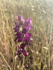 Delphinium hansenii ewanianum