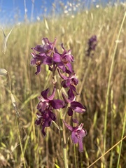 Delphinium hansenii ewanianum