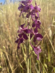 Delphinium hansenii ewanianum