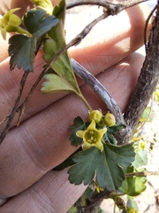 Ribes fasciculatum