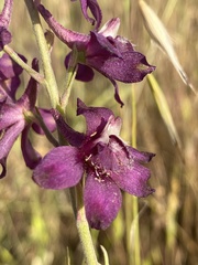 Delphinium hansenii ewanianum