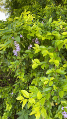 Duranta erecta