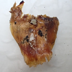 Truncatella conorum-piceae