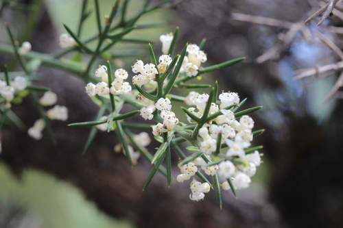Colletia hystrix (Colletia hystrix)