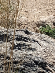 Sceloporus cowlesi