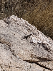 Sceloporus cowlesi