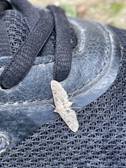 Parapoynx crisonalis