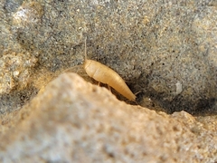 Atelurinae